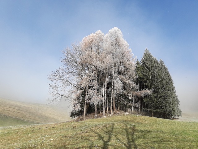 Free Fall Forest photo and picture