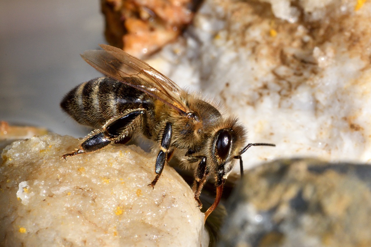 Bee Insect Bug - Free photo on Pixabay