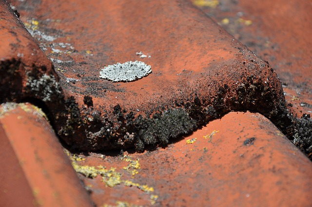Free Roof Roof Tiles photo and picture