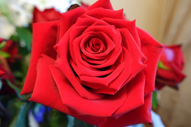 Flower Rose Petals - Free photo on Pixabay - Pixabay