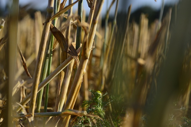 Trigo, Campo, Grão, Colheita, Centeio