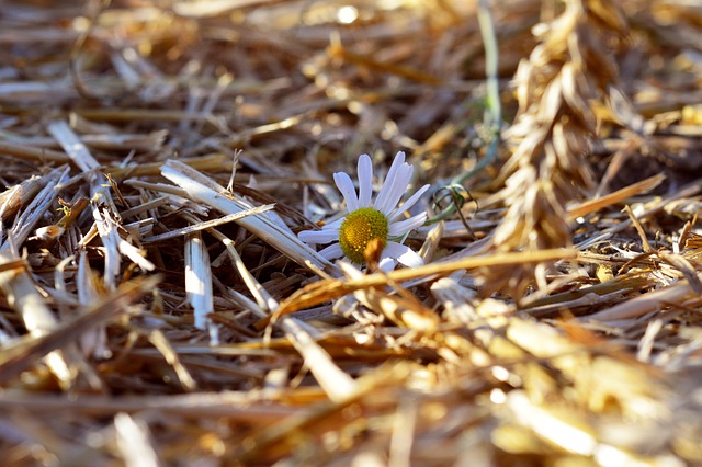 Flor, Flores Bonitas
