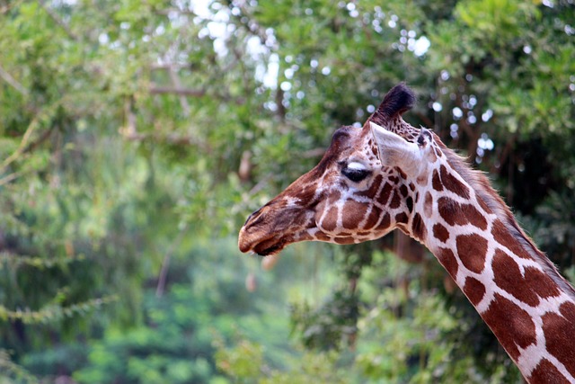 giraffe-spots-neck-free-photo-on-pixabay