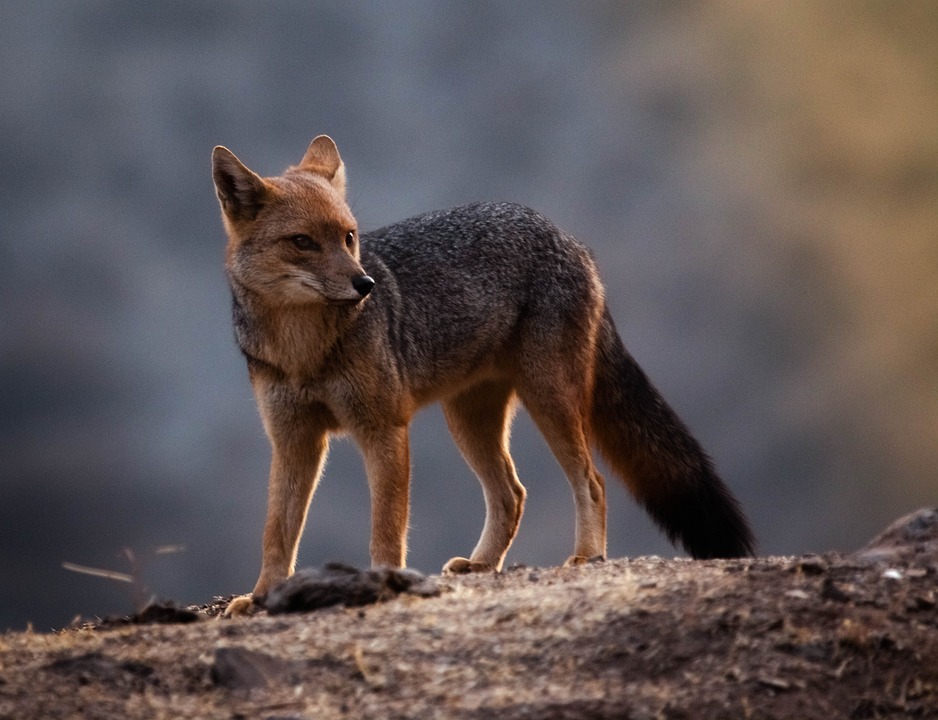 Fox Fauna Animal Free Photo On Pixabay