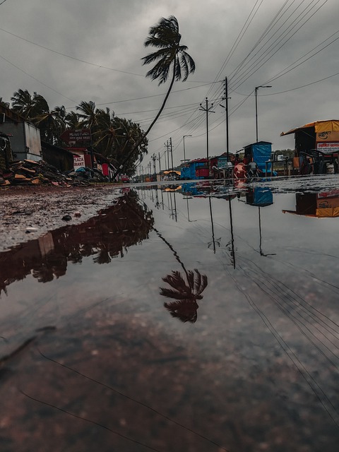 Playa, Palmera, Mar, Oceano, El Verano