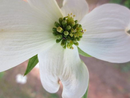 Free Flower Dogwood photo and picture