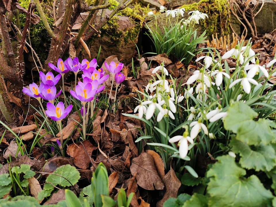 Krokus Schneeglöckchen Blumen Kostenloses Foto auf Pixabay