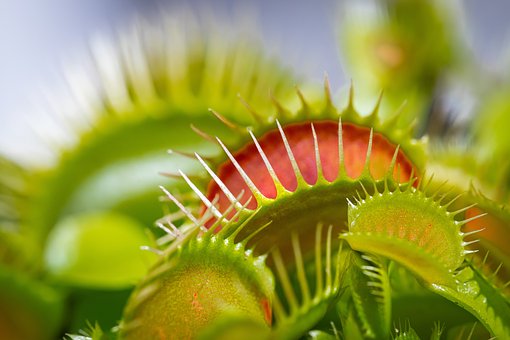 Free Venus Fly Trap Plant photo and picture
