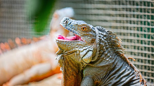 Free Lizard Bali photo and picture