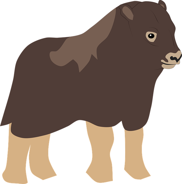 Free musk ox bull illustration