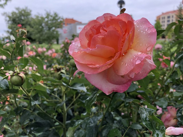 Free Rose Morning photo and picture