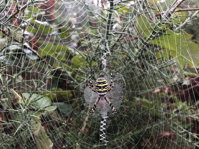 Free Spider Arachnid photo and picture