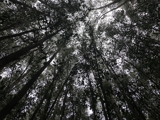 Free Trees Eucalyptus photo and picture