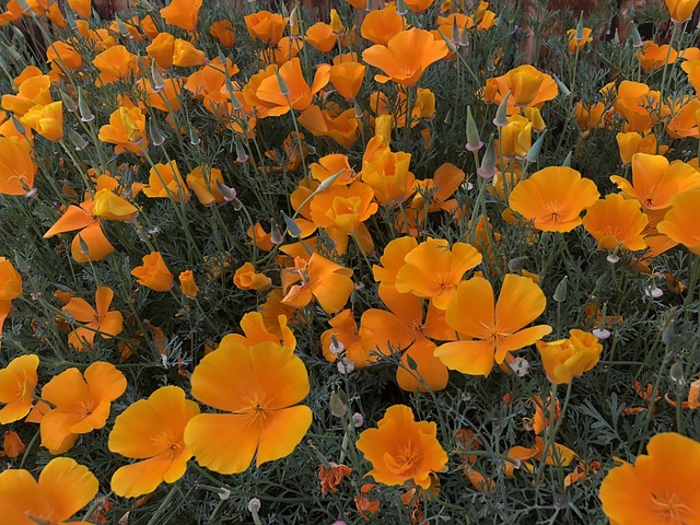 Free Orange Flowers photo and picture