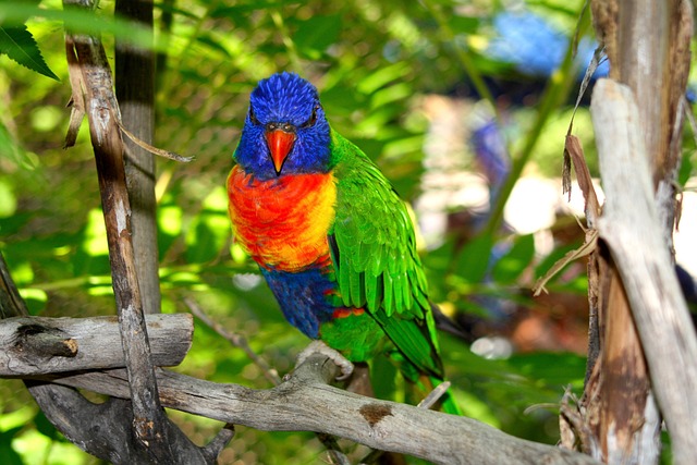 Free Parrot Bird photo and picture