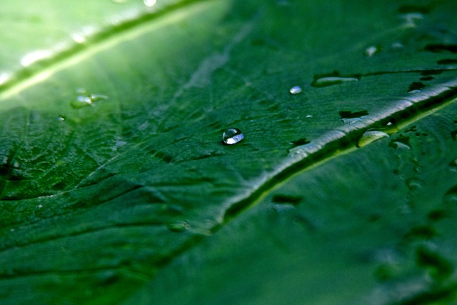 Free Leaf Drop photo and picture