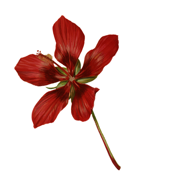 Floare, Floare Rosie, Bloom, Plantelor