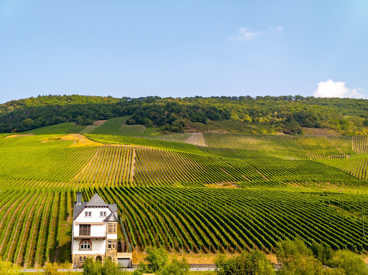 Vines - free online jigsaw puzzle photo