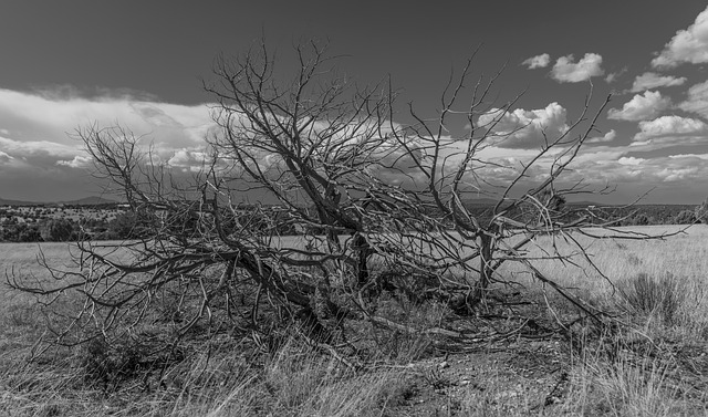 Free Bush Dead Bush photo and picture