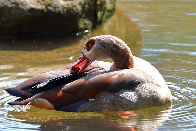 Free Duck Lake photo and picture