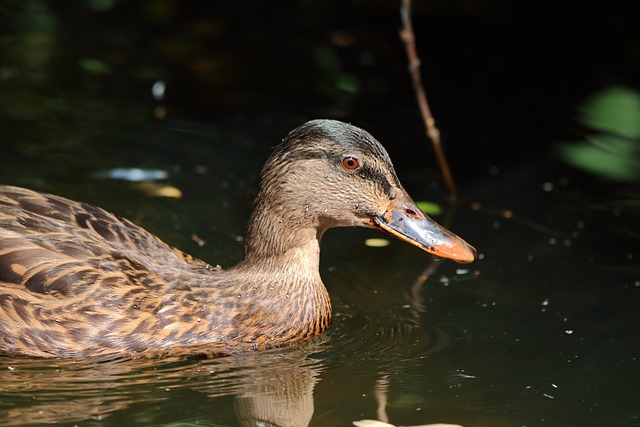 Free Duck Lake photo and picture