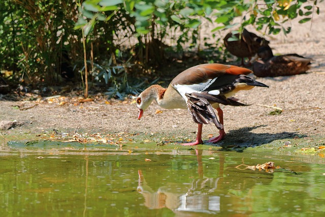 Free Duck Lake photo and picture