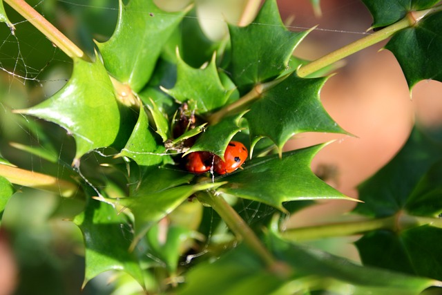 Free Ladybirds Lady Bugs photo and picture