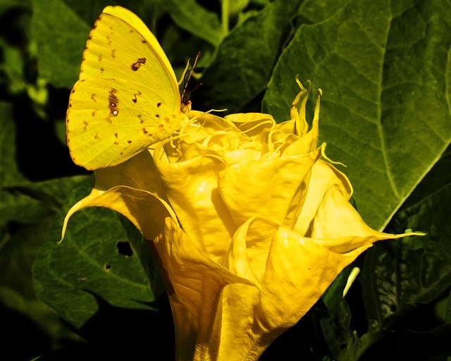 Free Butterfly Wings photo and picture