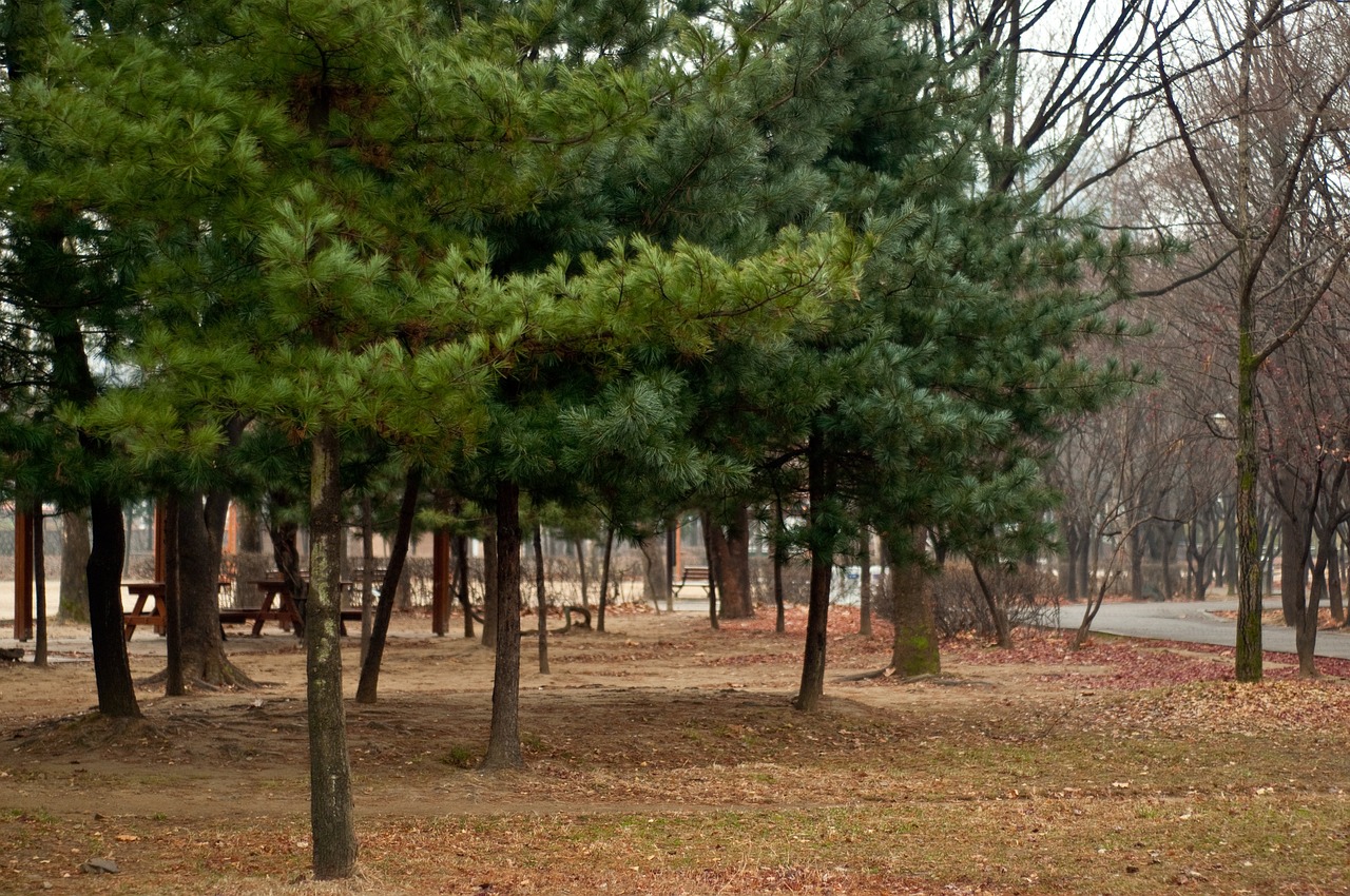 松 Tree Green - Pixabayの無料写真 - Pixabay