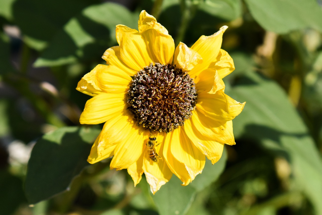 Bee Insect Sunflower - Free photo on Pixabay - Pixabay