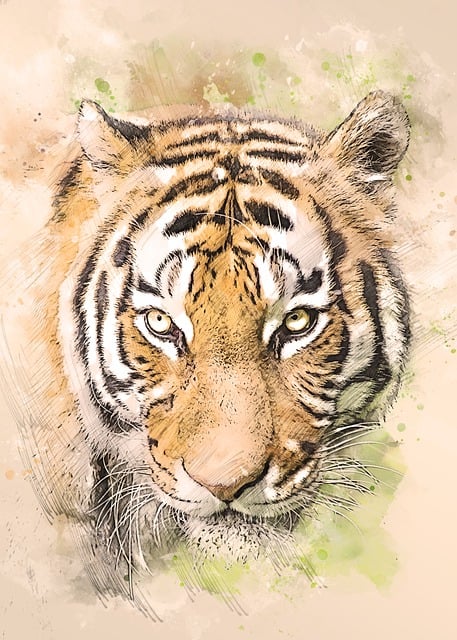 Download free HD stock image of Tiger Tiger Head Free tiger tiger head portrait illustration