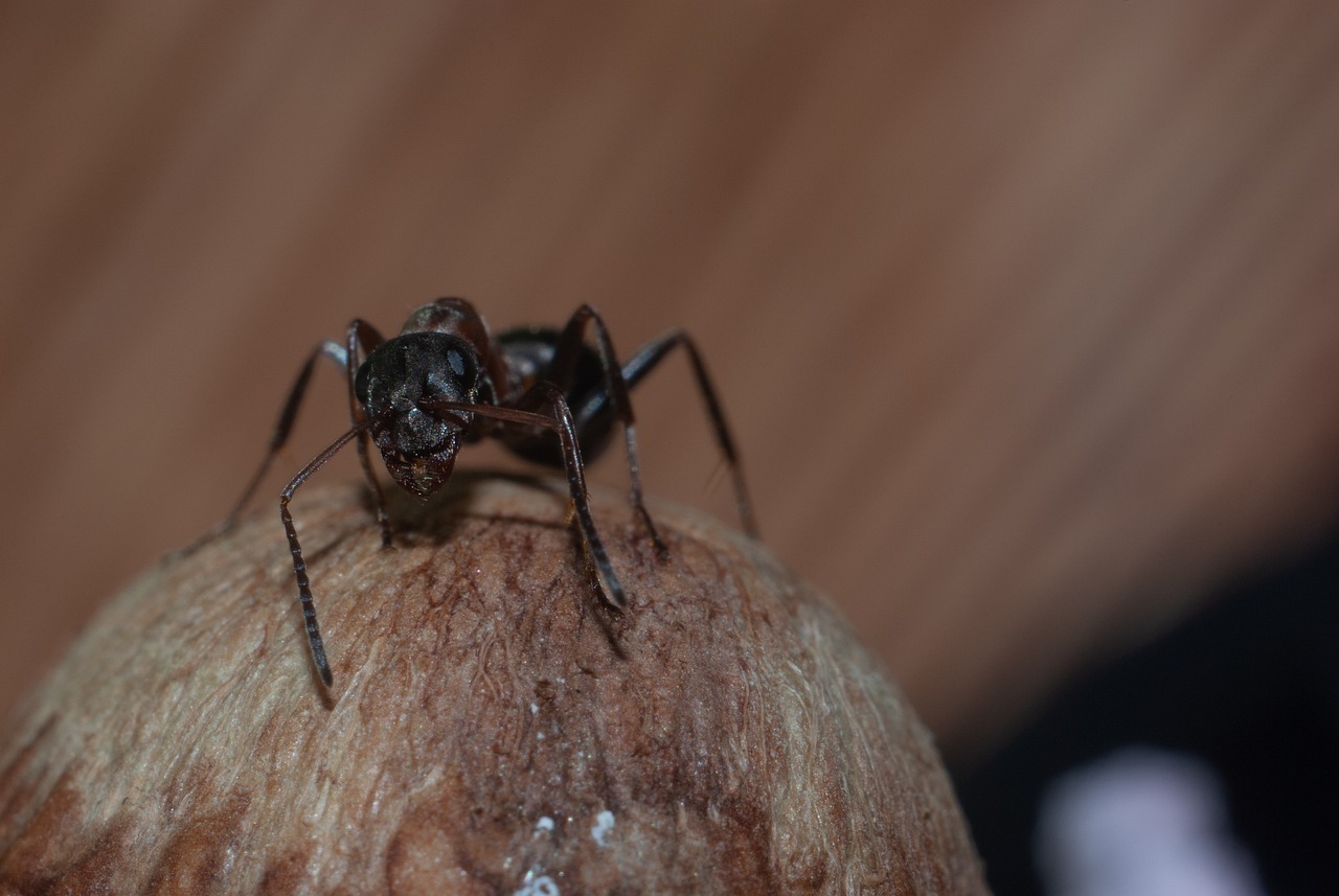 Fourmi Insecte Fourmi Formicidae Insecte - Photo gratuite sur Pixabay - Pixabay