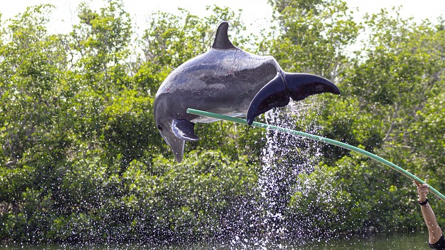 Free Dolphin Dolphin Show photo and picture