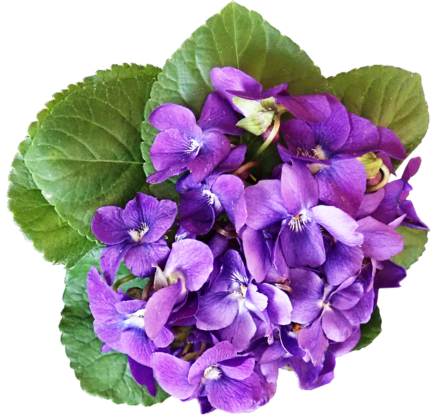 Free flowers petals leaves illustration