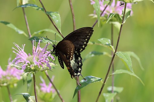 Free Butterfly Insect photo and picture