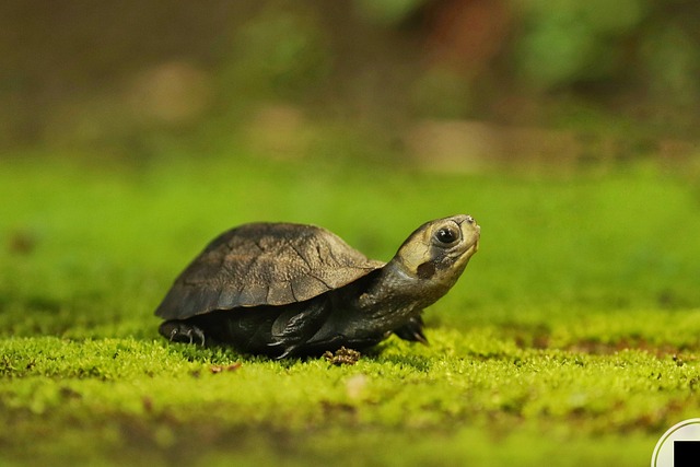 Babyschildkröte, Kerala