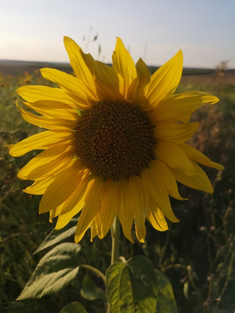 Free Sunflower Flower photo and picture