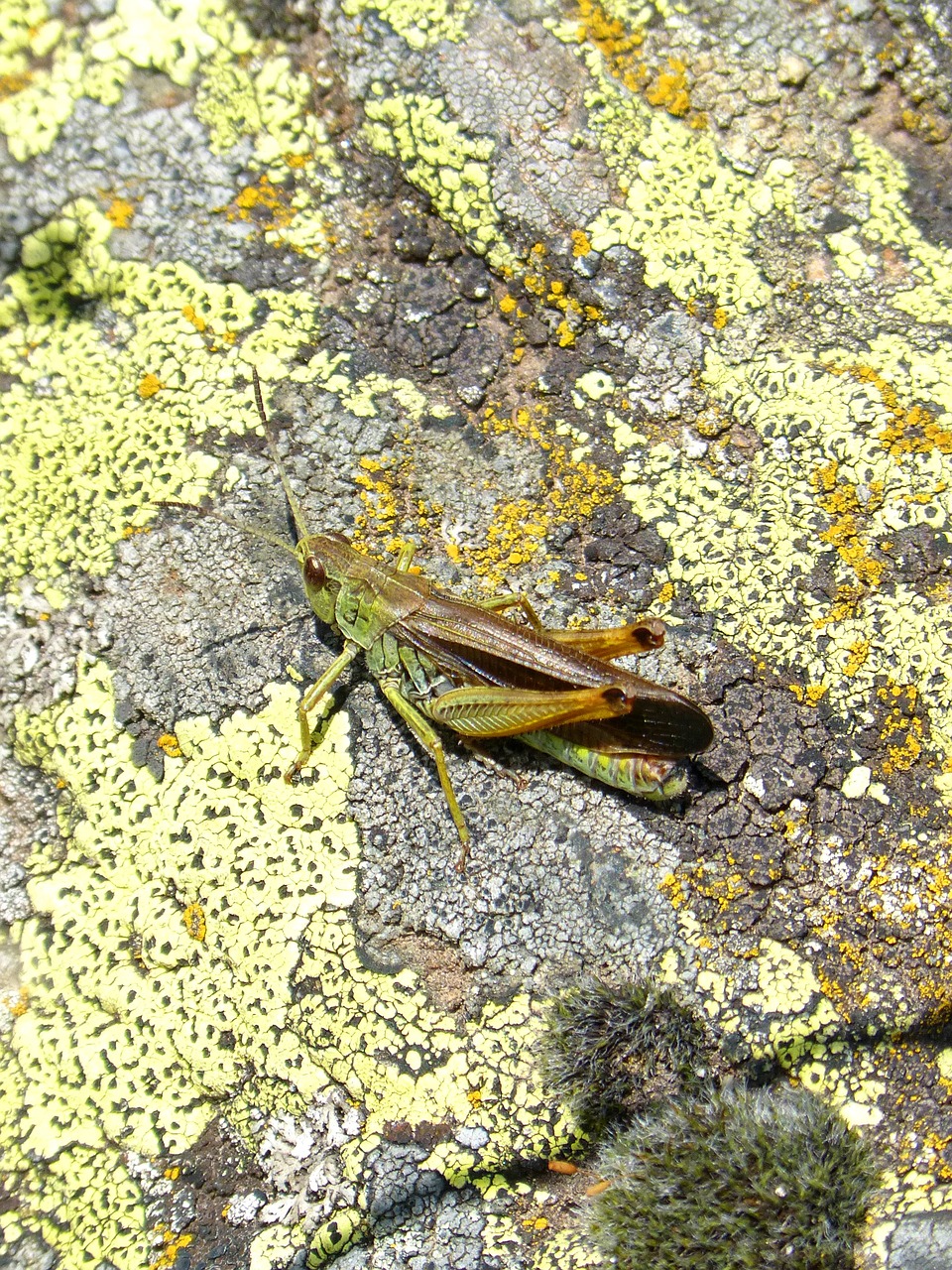 Parnees Insect 板球 蝗虫 昆虫 - Pixabay上的免费照片 - Pixabay