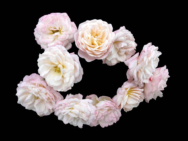 Free Rose Pink photo and picture