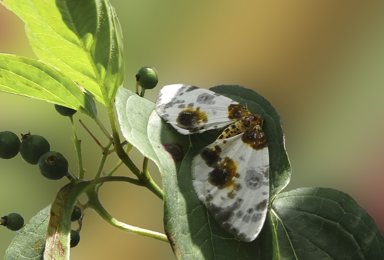 Papillon Les Papillons De Nuit - Photo gratuite sur Pixabay - Pixabay