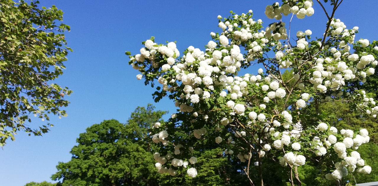 灌木丛 开花 自然 - Pixabay上的免费照片 - Pixabay