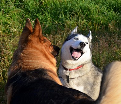 Honden, Dieren, Siberisch, Schor, Duitse