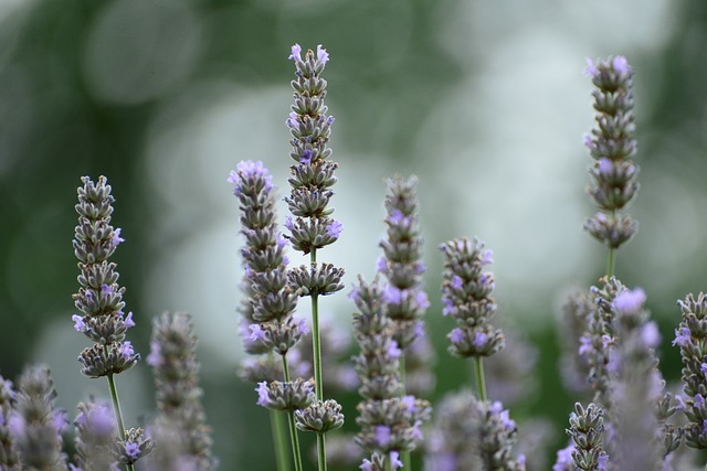 Free Lavender Plant photo and picture