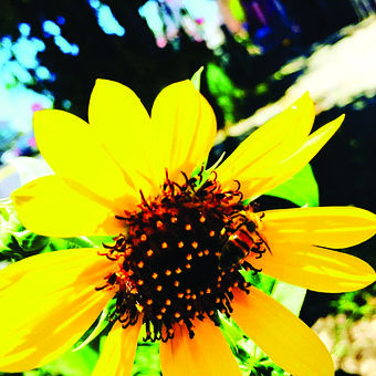 Sonnenblume, Blume, Blumen, Feld