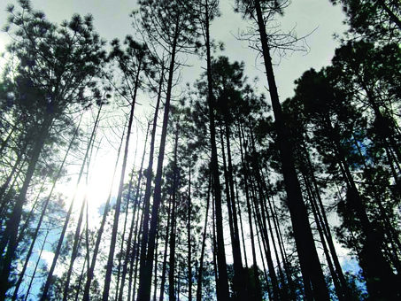 Bäume, Kiefer, Natur, Wald, Landschaft