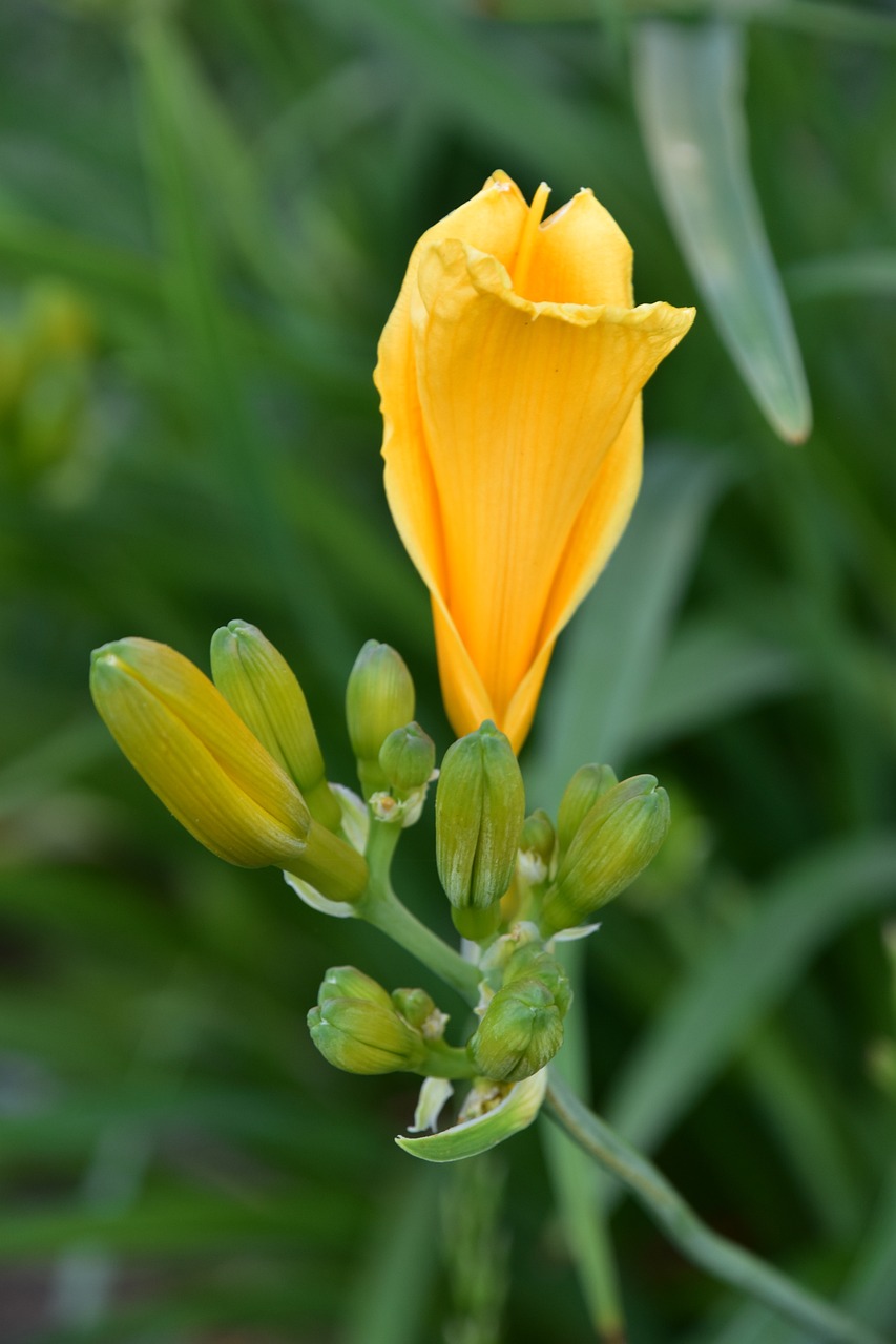 Flower Petals Buds Free photo on Pixabay Pixabay
