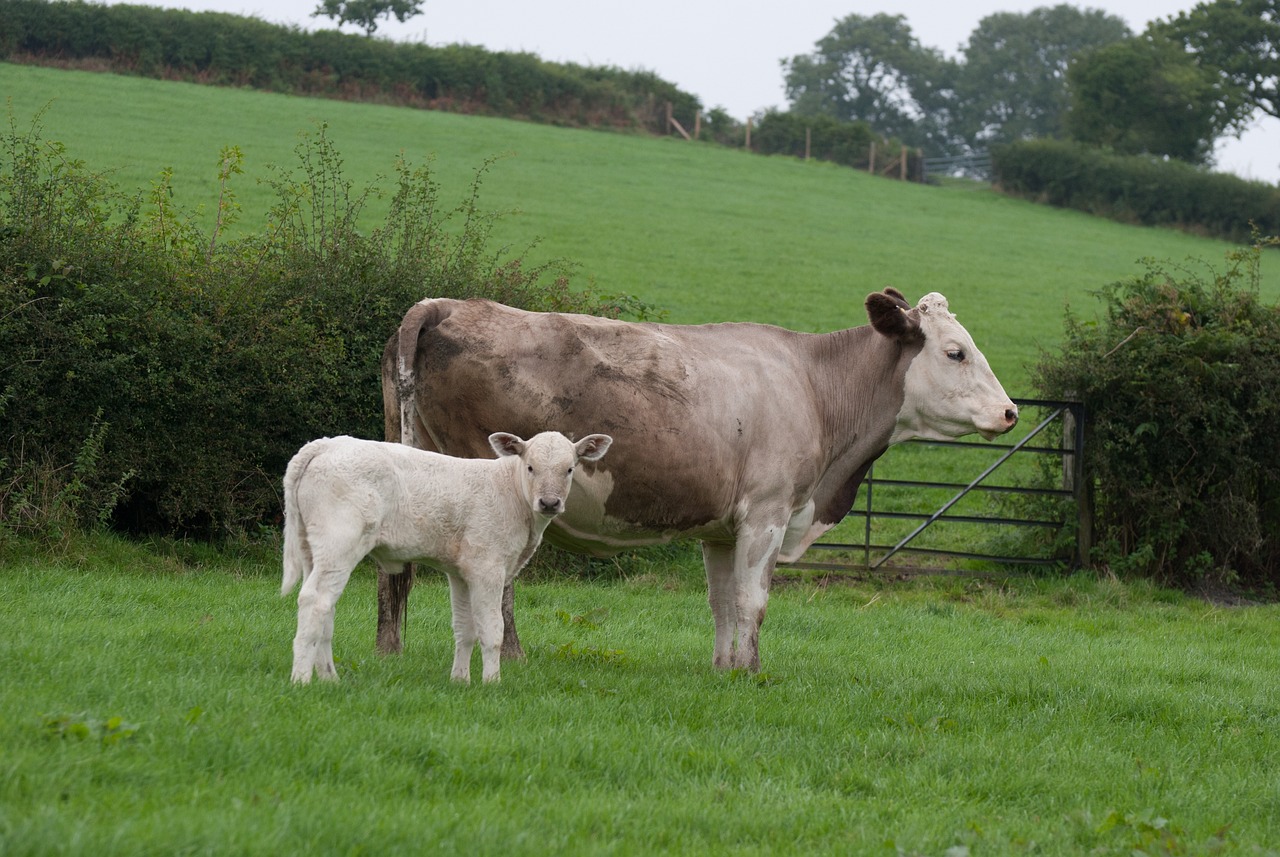 Cow Calf Bovine Free photo on Pixabay Pixabay