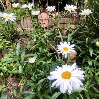 Free Daisies Blossoms photo and picture