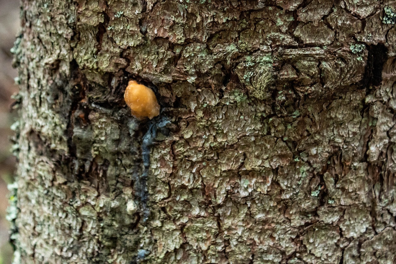 Resom Tree Resin Tree Forest - Free photo on Pixabay