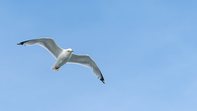 Zeemeeuw, Vogel, Vleugels, Bek, Veren